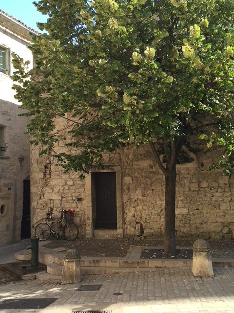 Dark door under a linden tree, a bicycle waiting outside