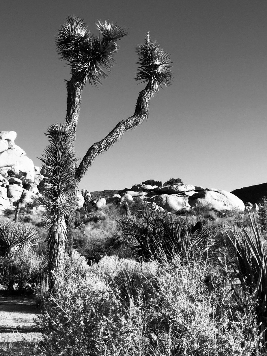 A Joshua tree against the desert sky, in black and white