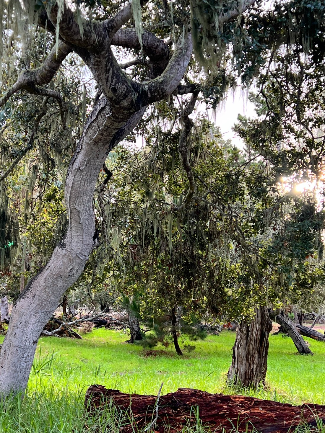 Moss-draped oaks over bright grass, Monterey
